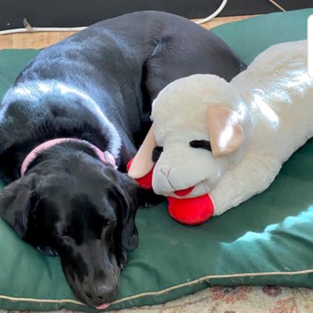 THE BIGGEST JUMBO “LAMB CHOP”.CLASSIC LICENSED PLUSH DOG TOY 25.5…